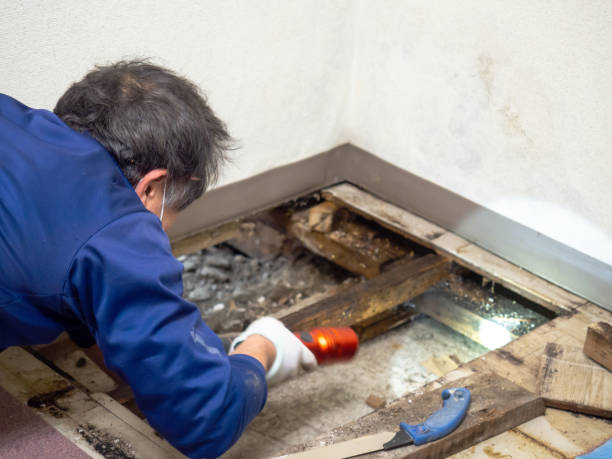 Best Certified Mold Removal  in Sarand, AL