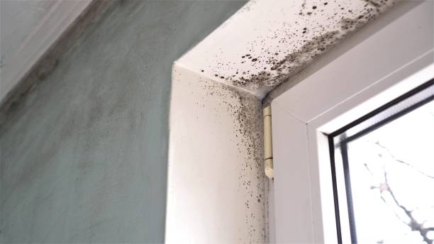 Attic Mold Removal in Saraland, AL