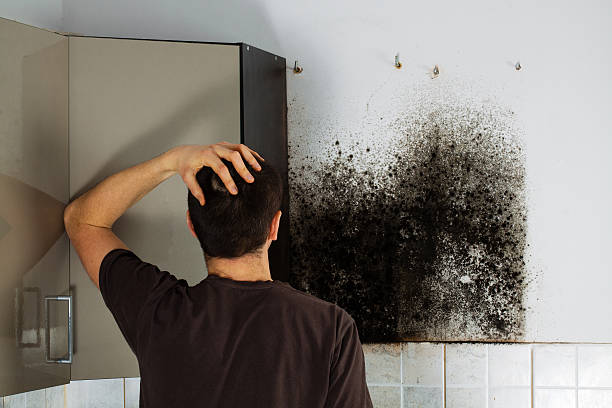 Mold Removal and Inspection in Saraland, AL