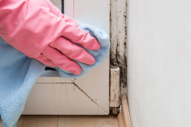 Best Commercial Mold Removal  in Sarand, AL